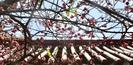 圍觀，梅峰寺的梅花開得正艷，錯過再等一年
